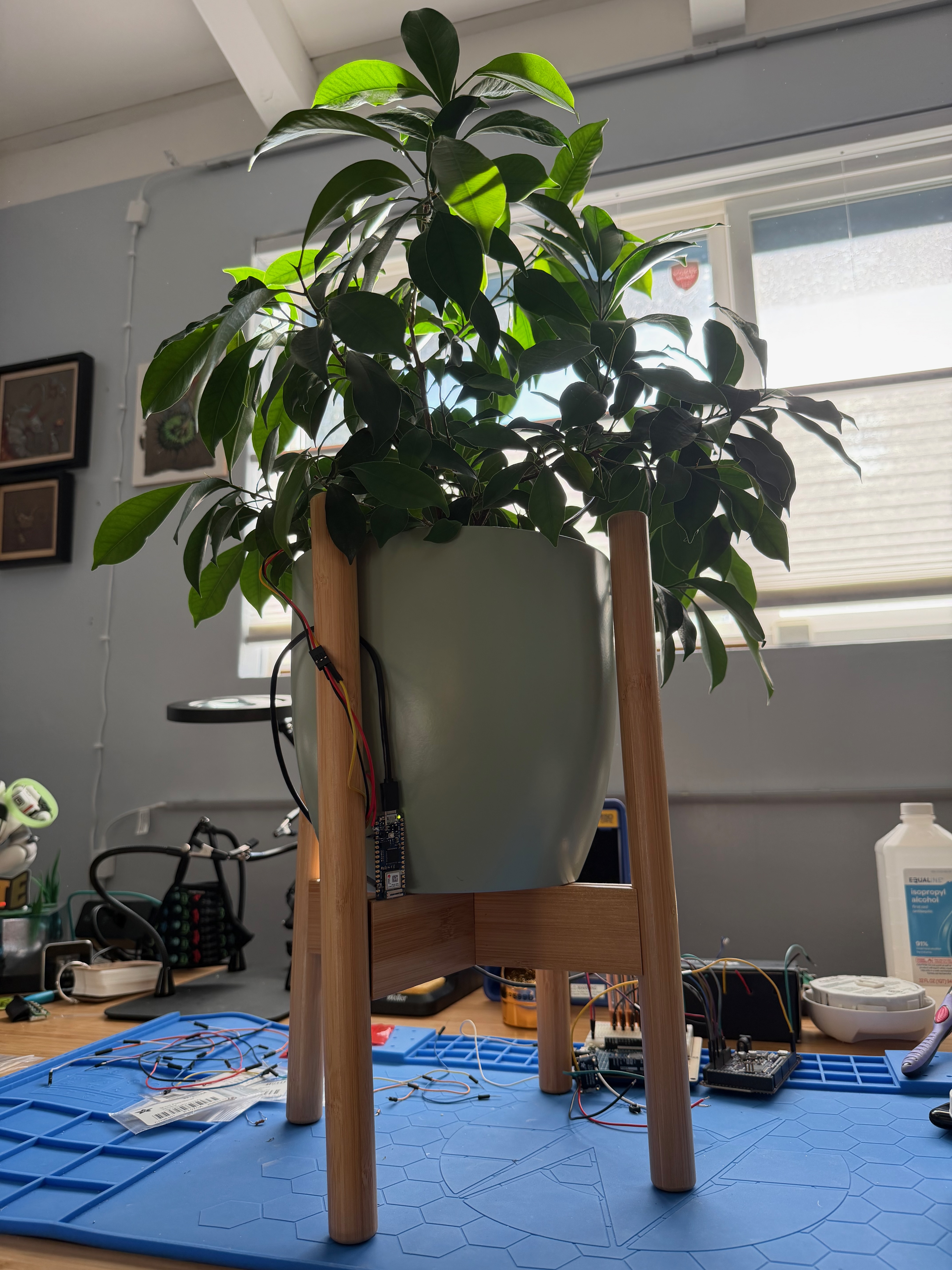 Low angle photo of my ficus on a desk with wires and circuit boards around demonstrating how the Arduino Nano is wired to the soil sensor in the green ceramic pot